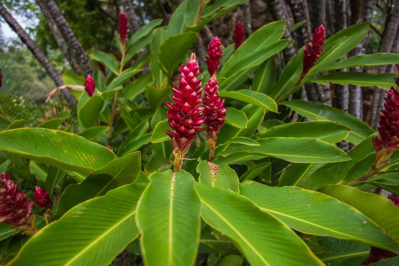 Diroma Fiori Leilighet Caldas Novas Eksteriør bilde